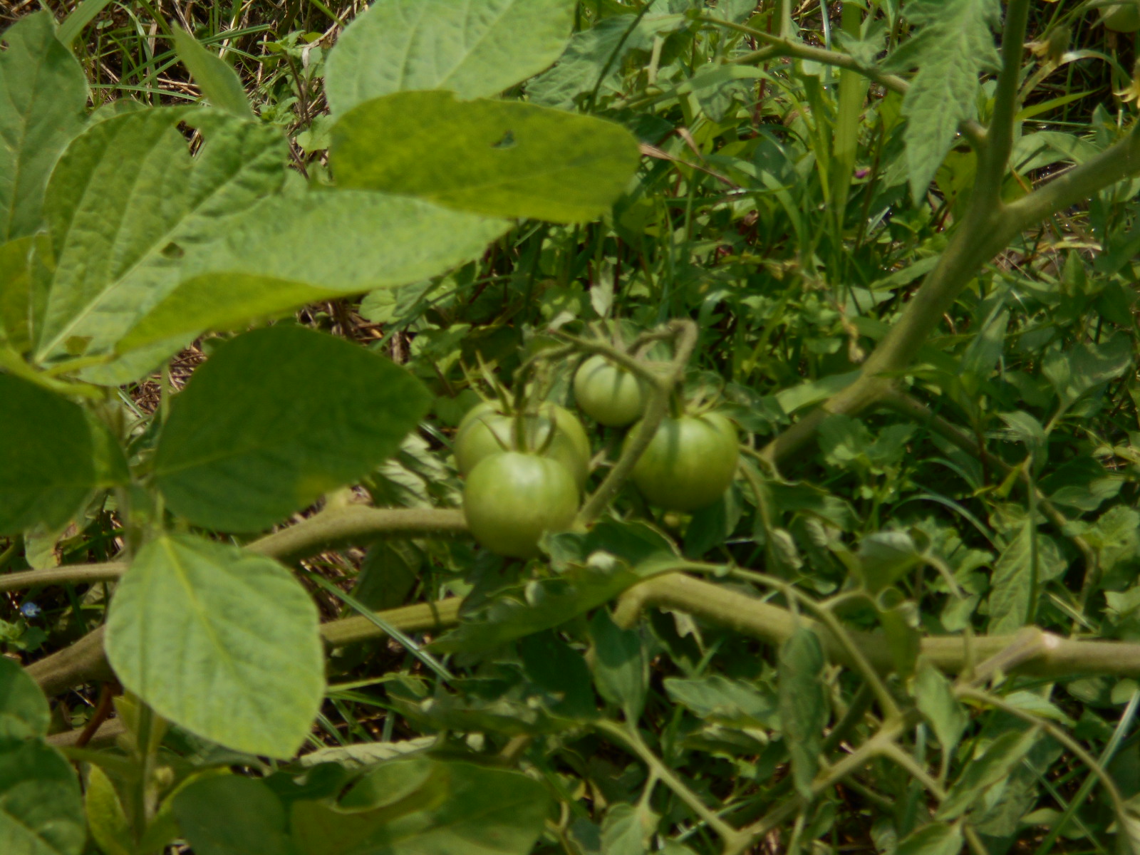 枝豆とトマト